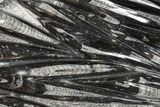 Polished Fossil Orthoceras (Cephalopod) Plate - Morocco #359584-1